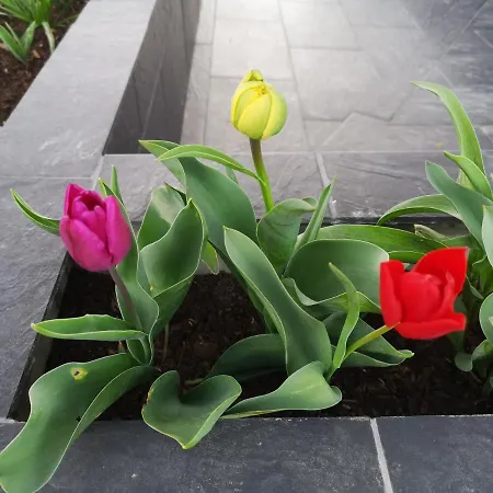 El Rincon De La Higuera Feriehus